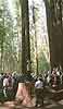 Roaring Camp, Cathedral Grove