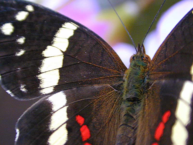 butterfly photos 1