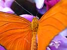 Orange Butterfly