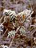 Gallery - frosty plants