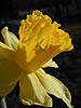 Daffodil