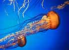 Monterey Aquraium, Jellyfish