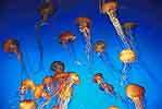 Monterey Aquraium, Jellyfish, Lots of Them