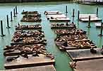 San Francisco, Sea Lions