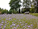 Beekeepers Museum, meadow with blue flowers