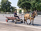 Karmelava: the farmers have very tolerant horses