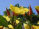 In the country, yellow flowers