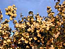 Lithuania, blooming fruit trees