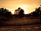 Lithuania, sunset behind tree