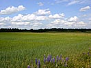 In the country, Lithuanian landscape