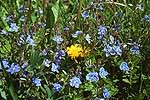 Lithuania, meadow flowers