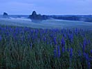 In the country, evening mist