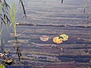 In the country, sunken bridge