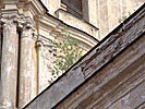 Vilnius Augustine Church, bush on the roof