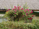 Vilnius, Snipiskes, rose bush