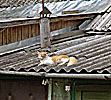 Vilnius, Snipiskes, cat on a hot tin roof