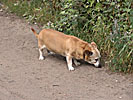 Vilnius, Snipiskes, sausage-shaped dog