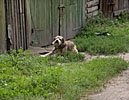 Vilnius, Snipiskes, dog about to strangle itself