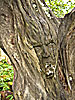 Orvydas sculpture park, man 13, tree spirit
