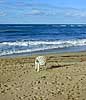 Hatillo, stranden, kvarglömd stol